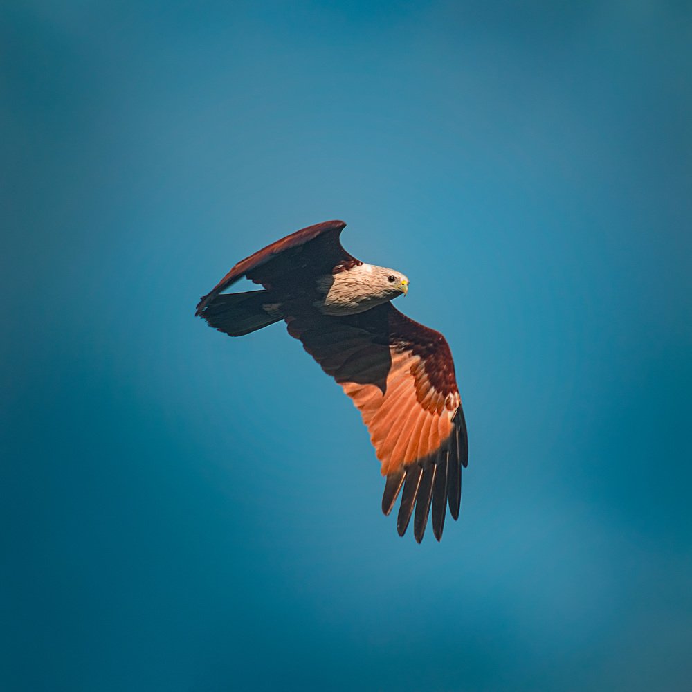 Photograph by Sameera Madusanka