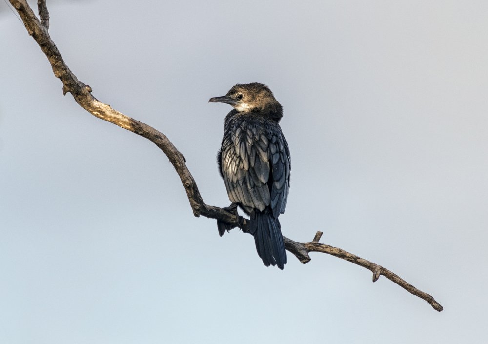 Photograph by Sameera Madusanka