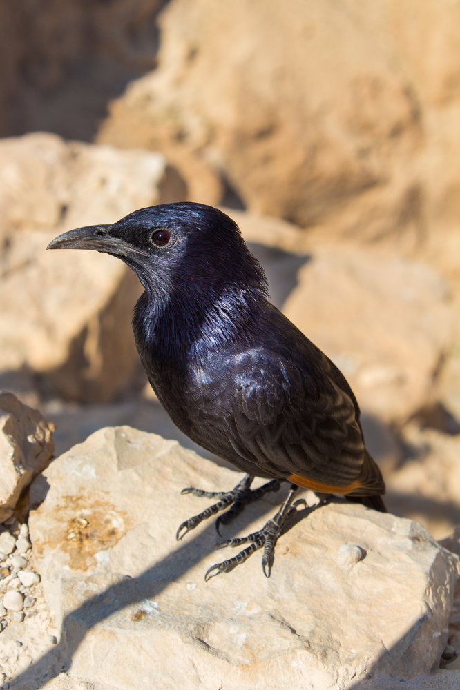 Photograph by Евгения Журавлёва