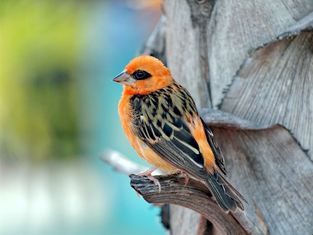 Cardinal