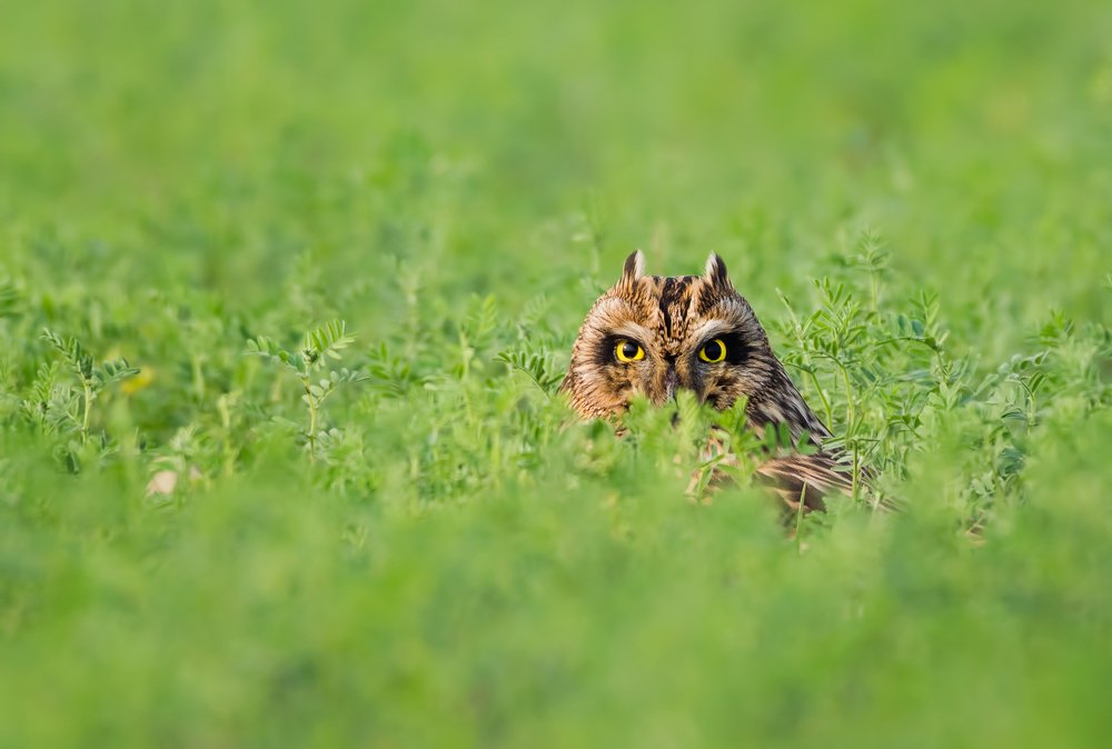 Photograph by  Mostafijur Rahman shipto