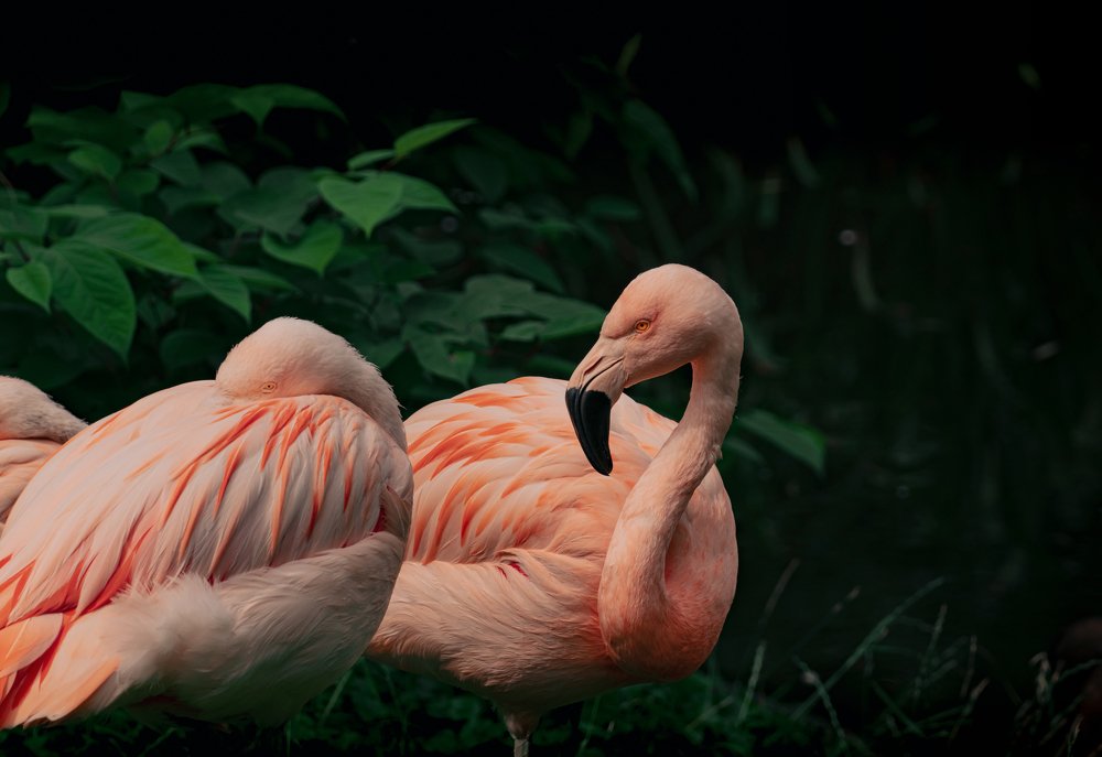 Flamingos