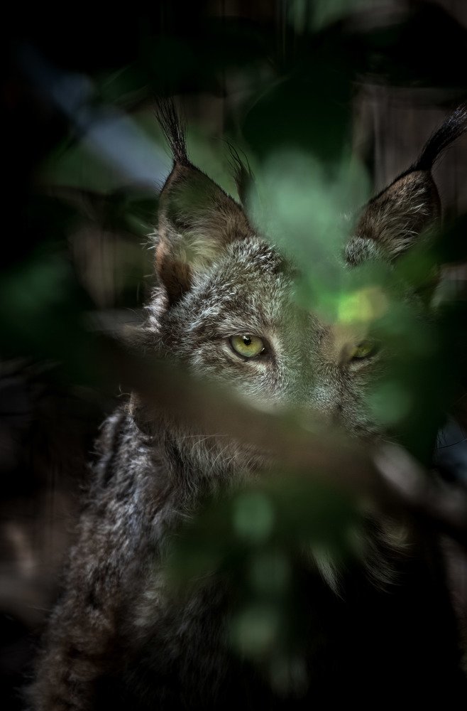 The Canadian Lynx