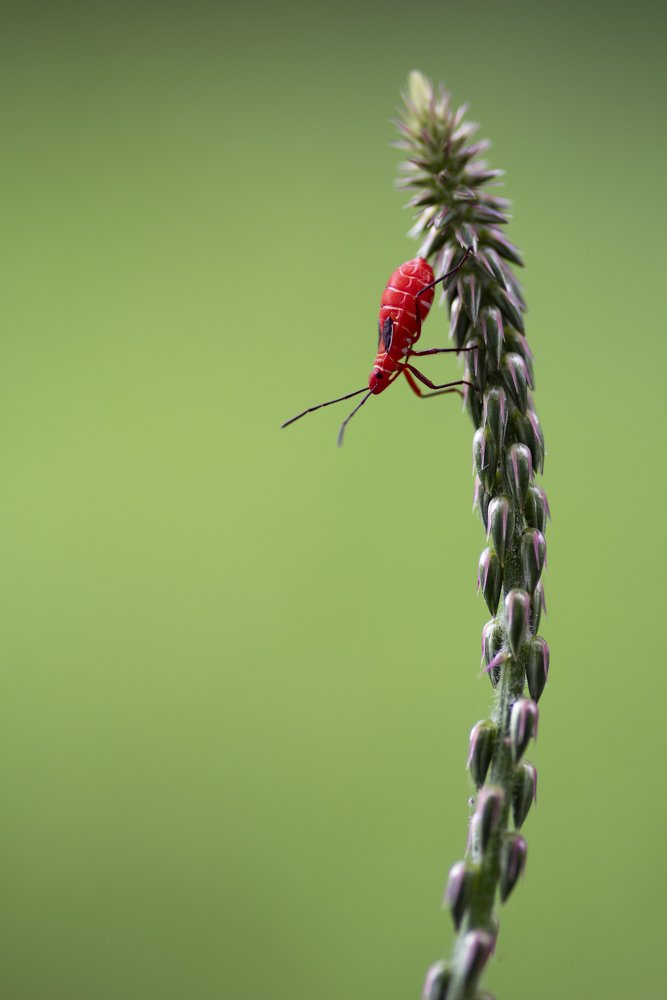 Leptocoris vicinus 1