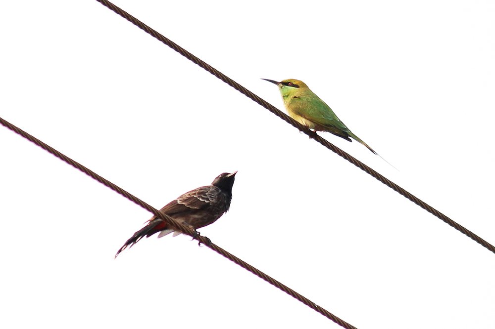 bird communication time