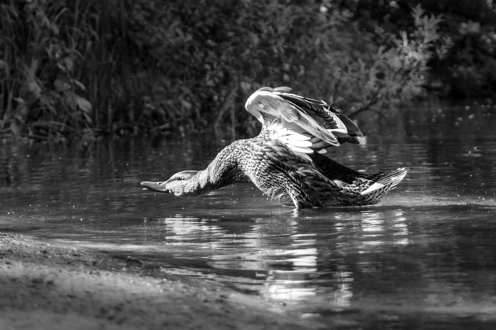 Photograph by МИХАИЛ ЛОГАШОВ