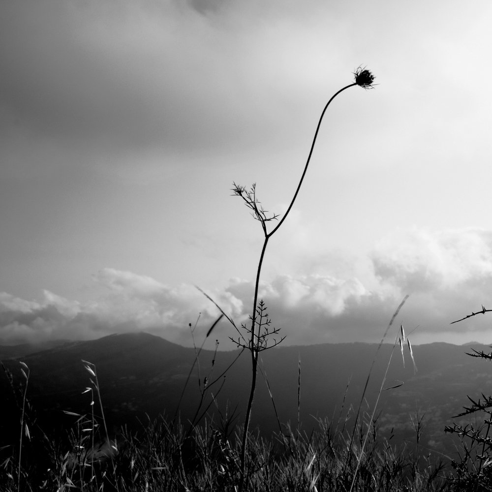 Photograph by Mohanad Aljammasi