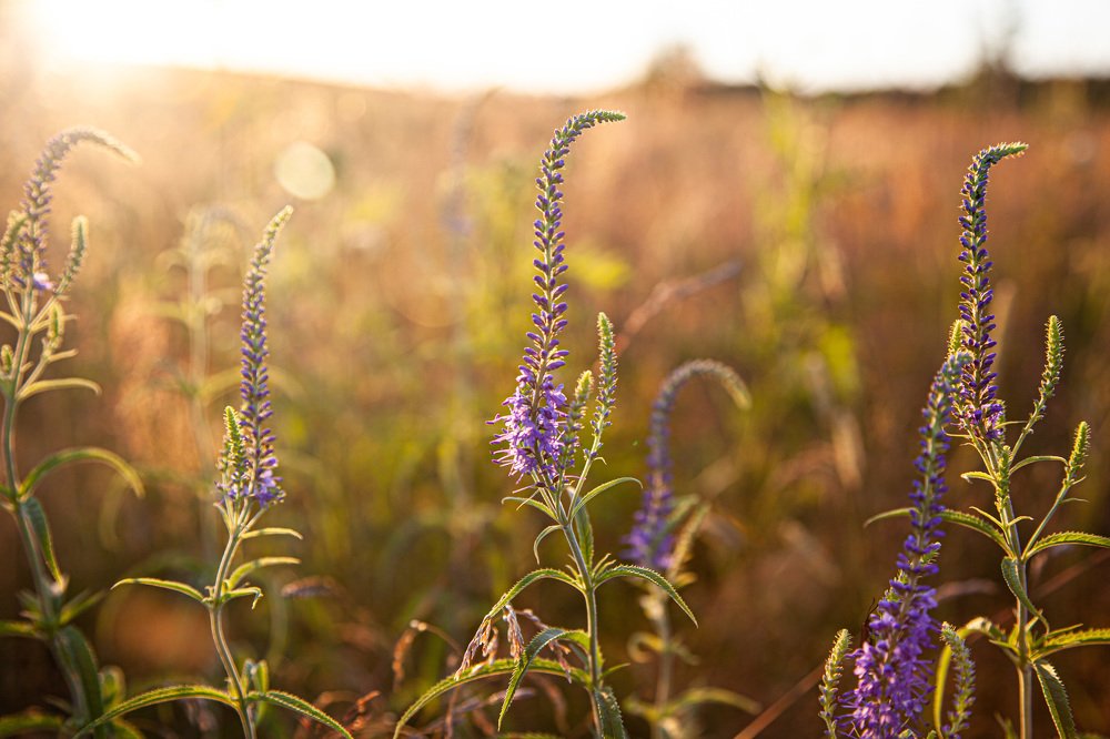 Photograph by Алина Емельянова
