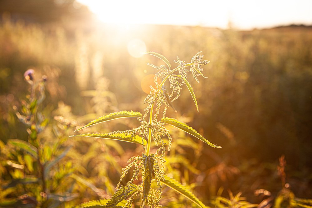 Photograph by Алина Емельянова