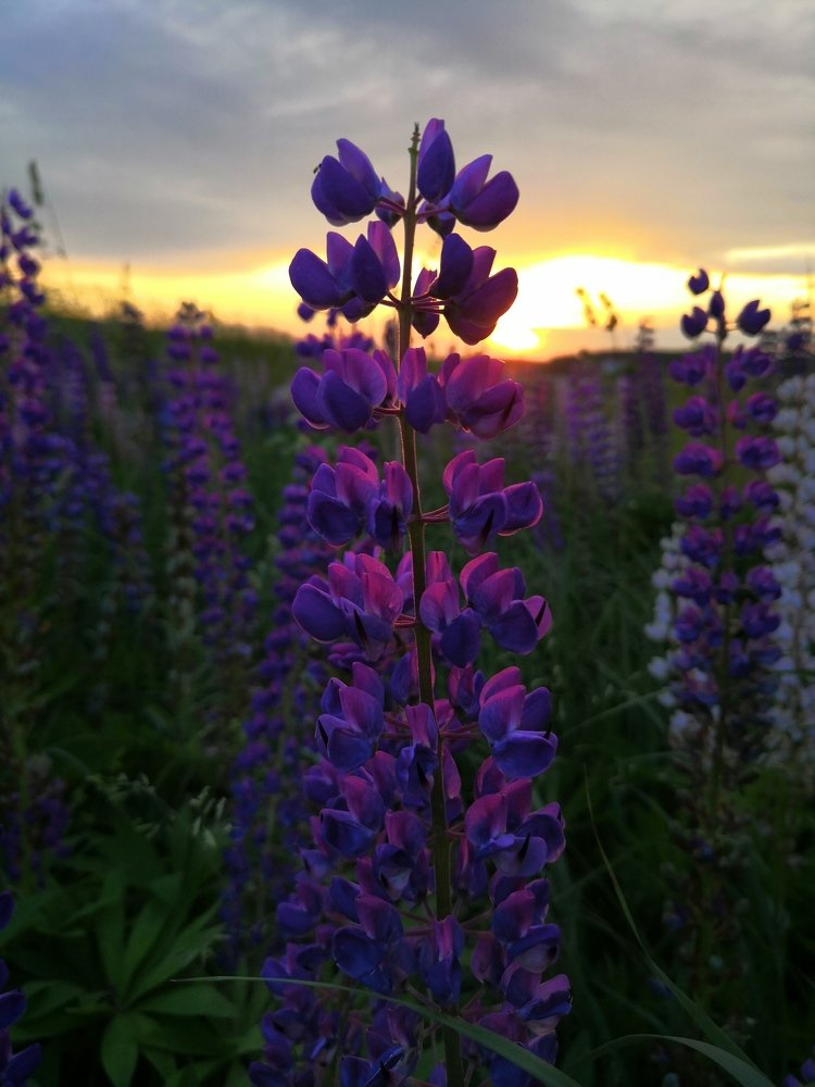 Photograph by Анна Голенева