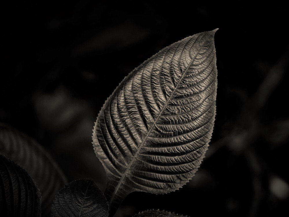 Photograph by vicente blat