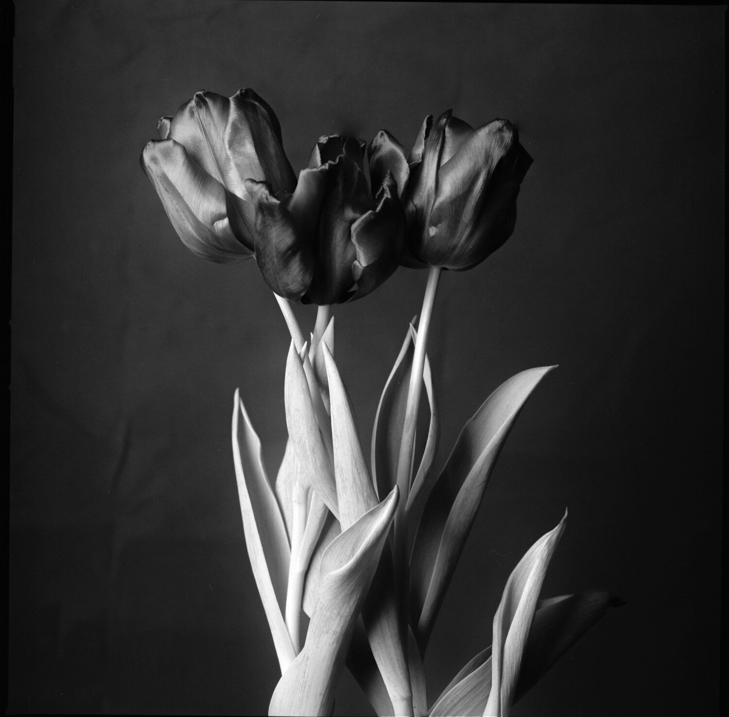 tulips