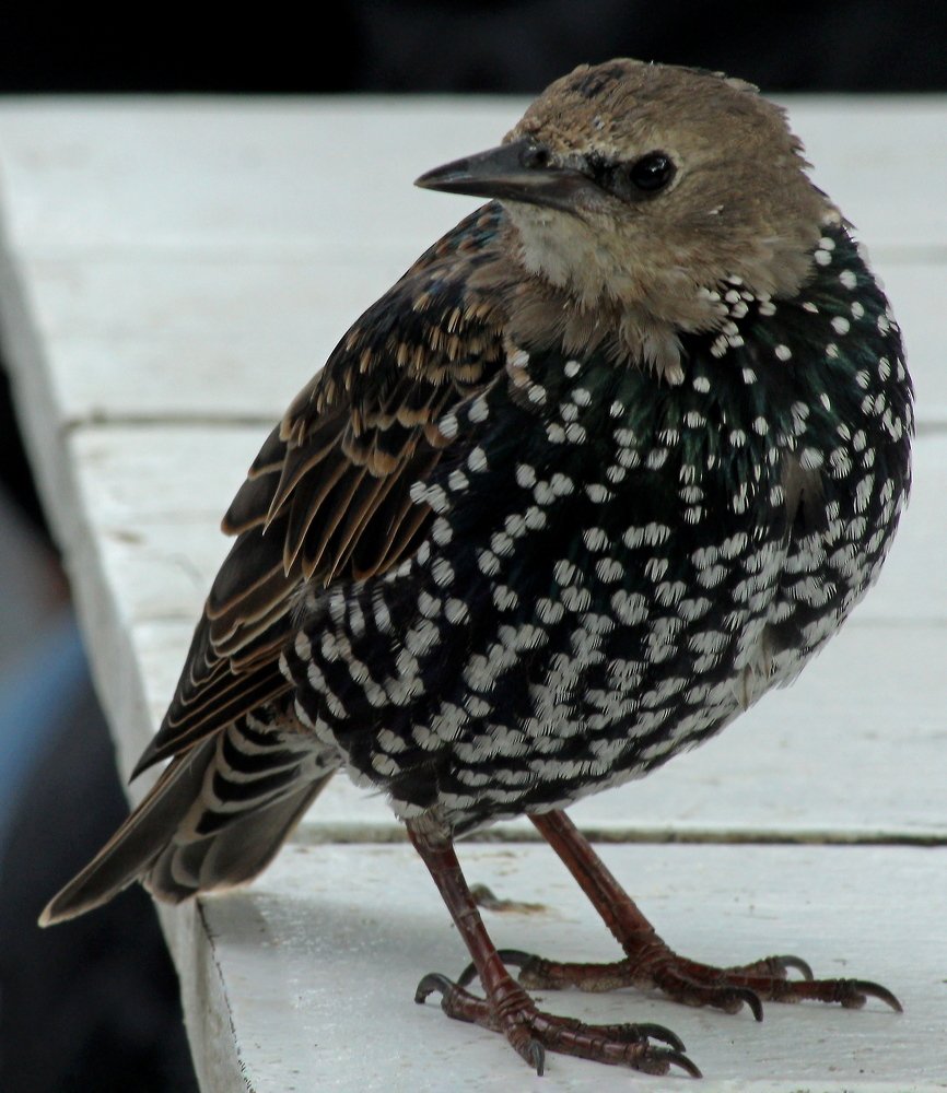 Фотография автора Геннадий Титов
