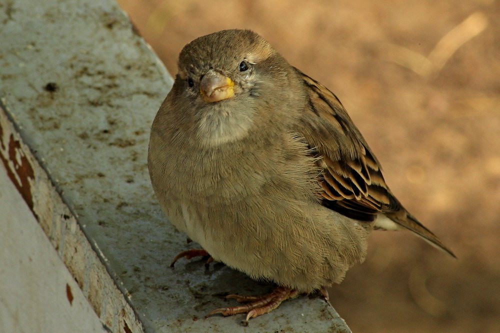Фотография автора Геннадий Титов