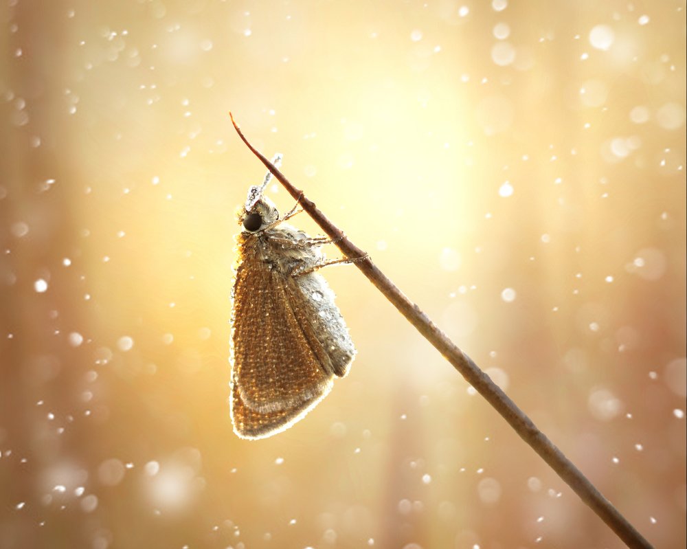 Photograph by Евгений Горланов