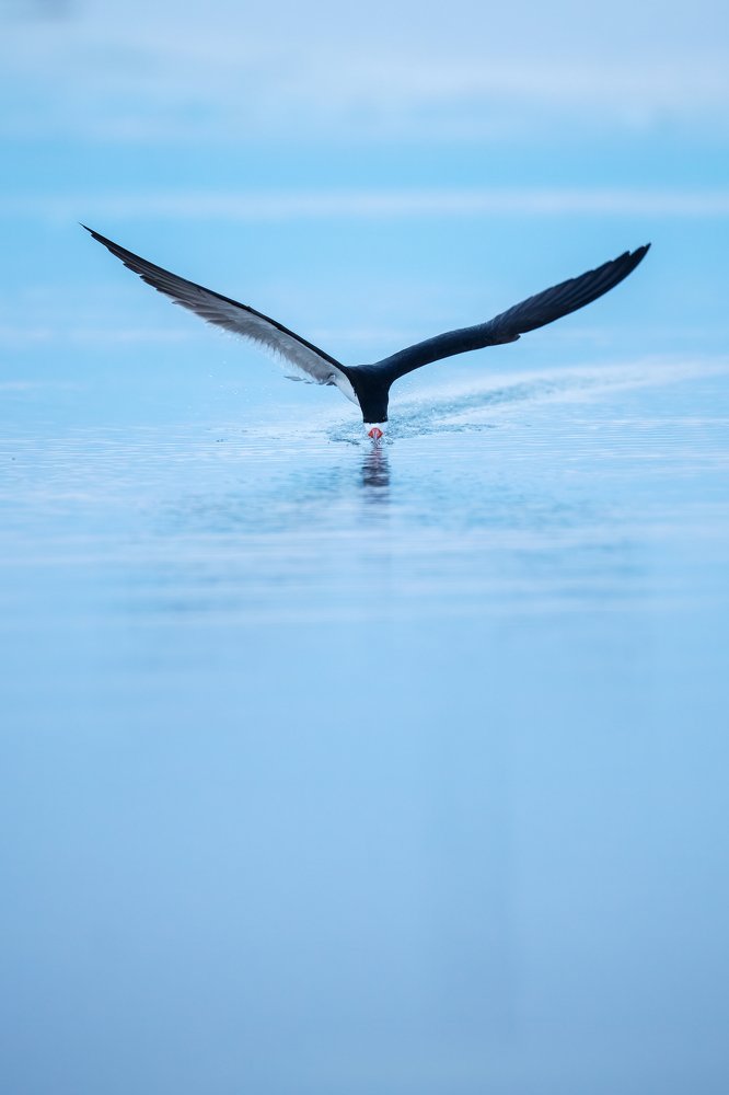 Skimmer - A portrait