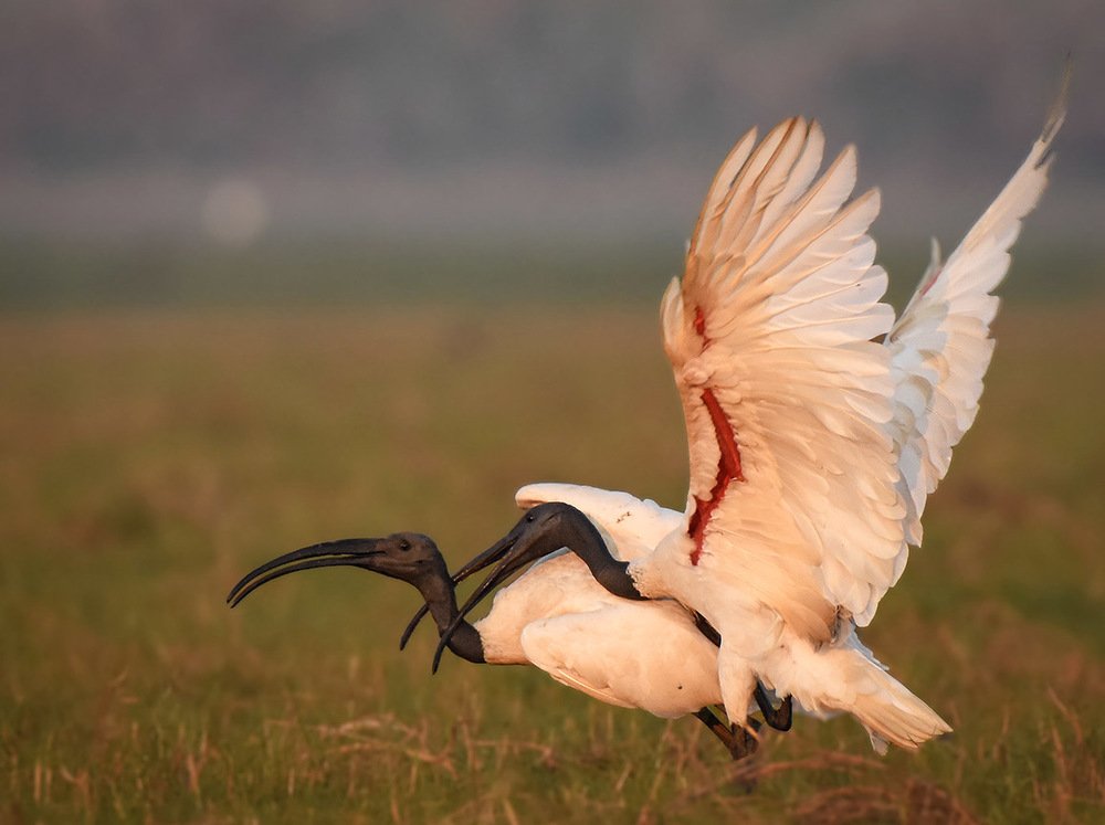 Ibis fight