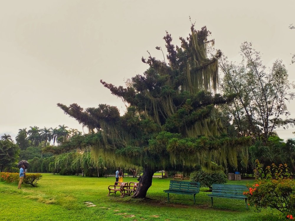 Widow Tree