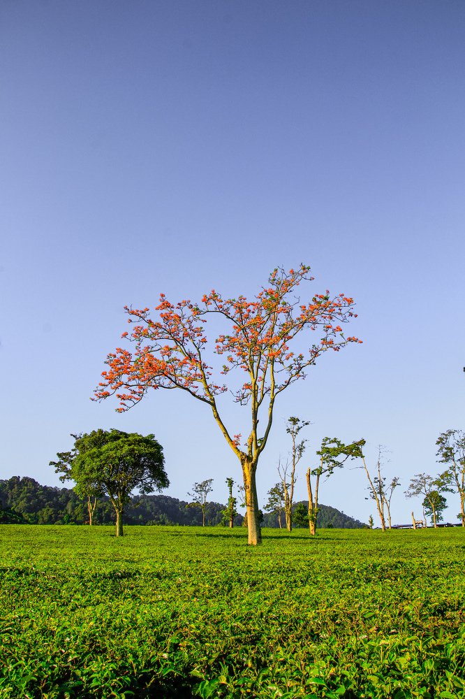 Photograph by Treesnawaty Rahim