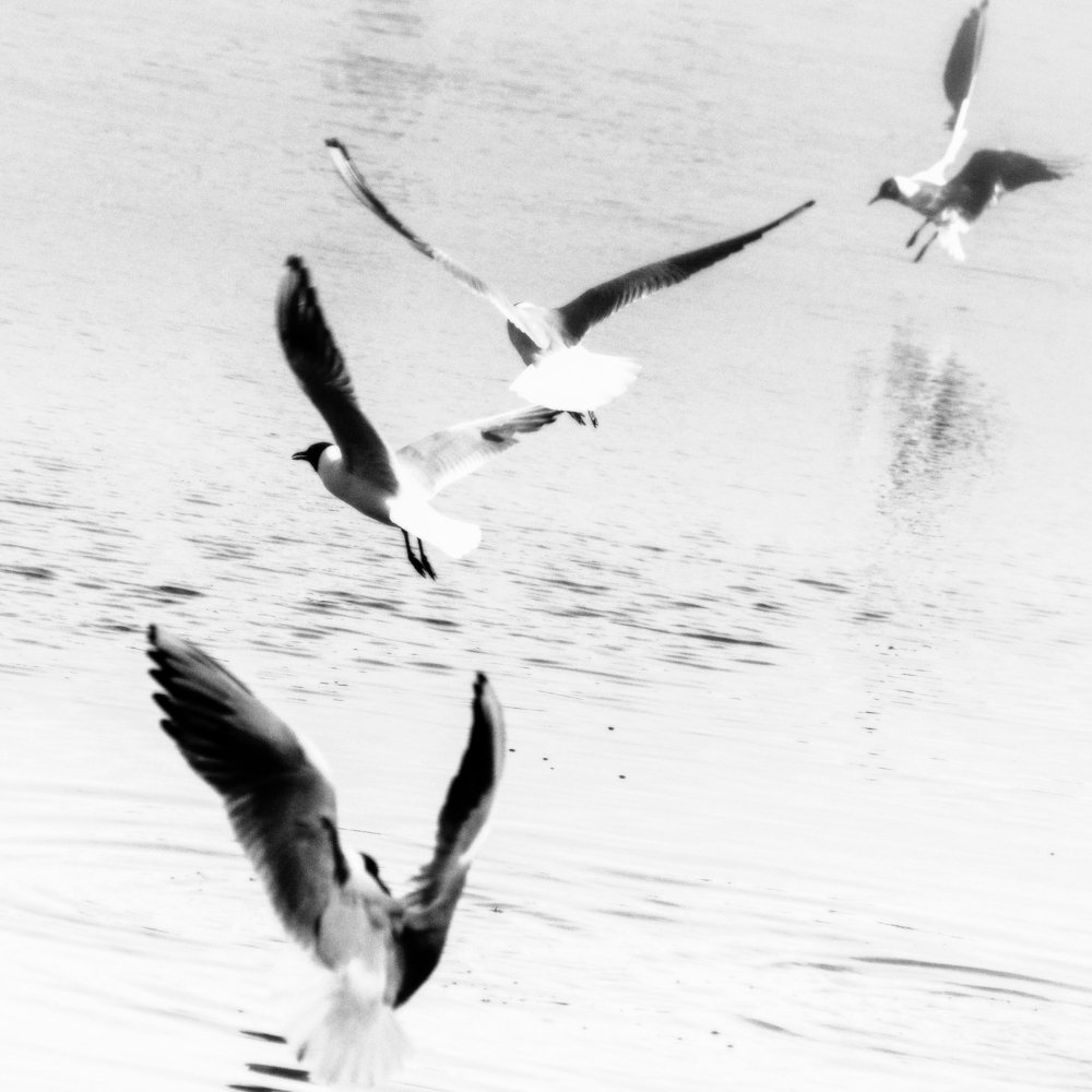 Photograph by Сергей Забиякин