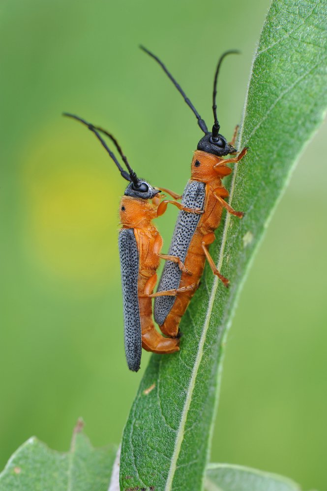 Супружеский долг.