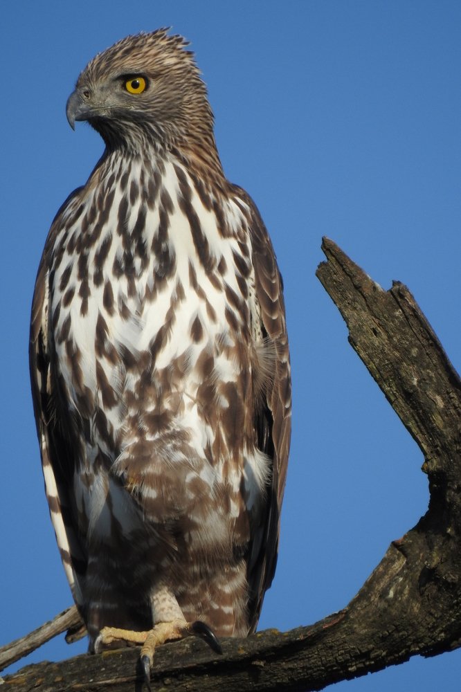 Photograph by Jay Sharan