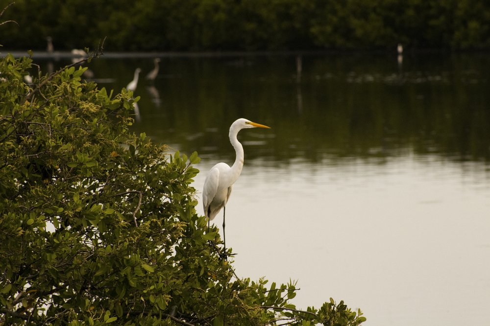 Ardea alba (Garza Blanca)
