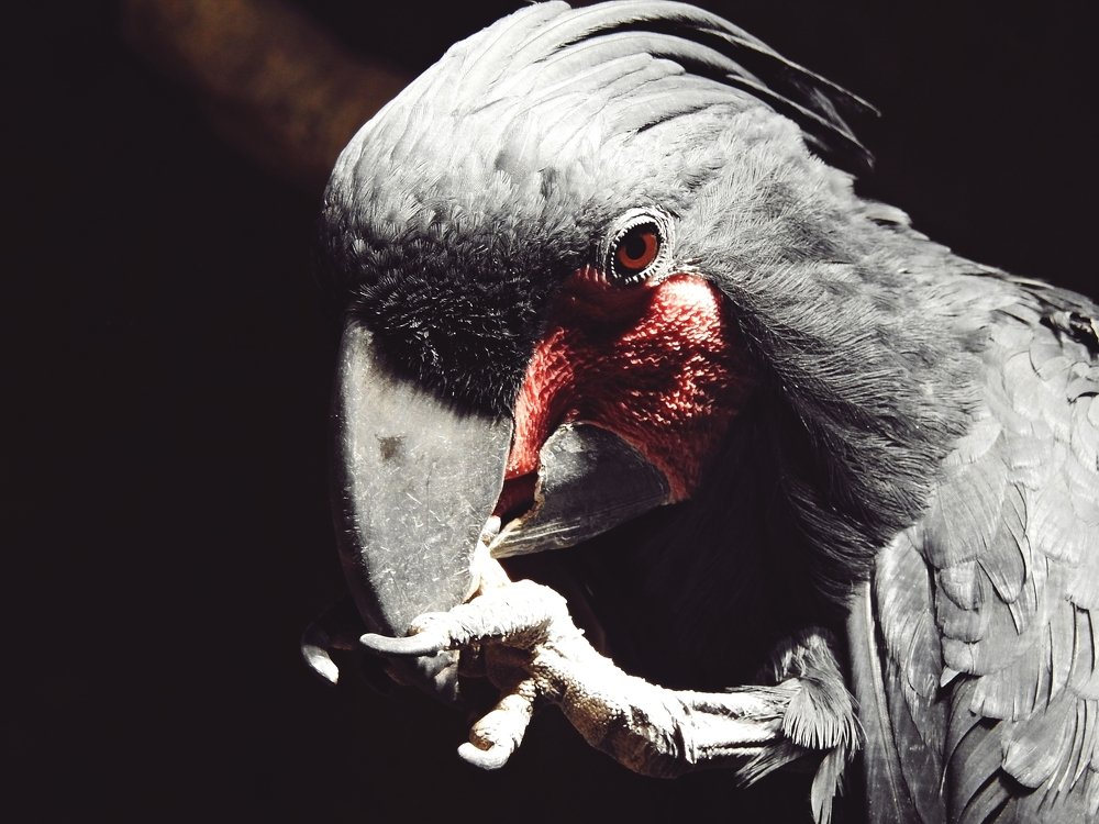 Macaw, Light and Shadow.