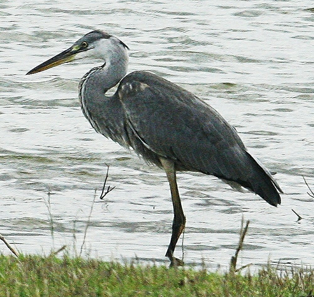 Photograph by Tilak Chakrobarty
