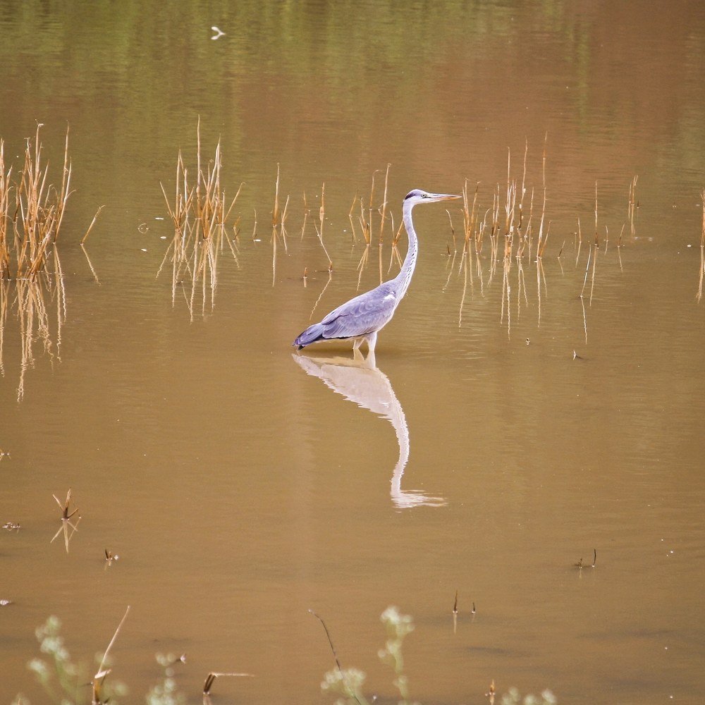 Photograph by Tilak Chakrobarty