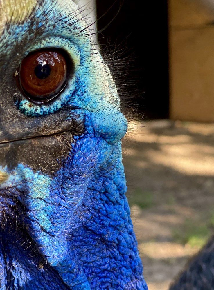 Красивый и опасный