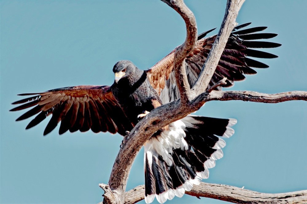 Harris hawk