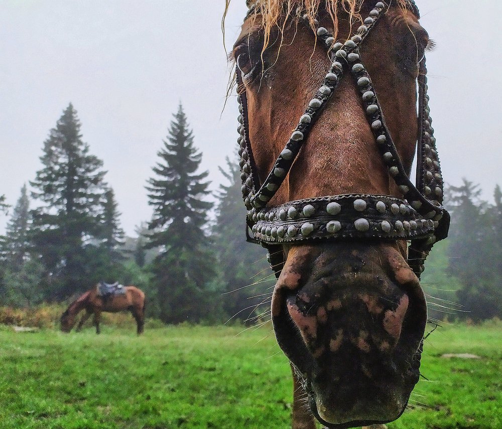 Photograph by Сергей Шварцман