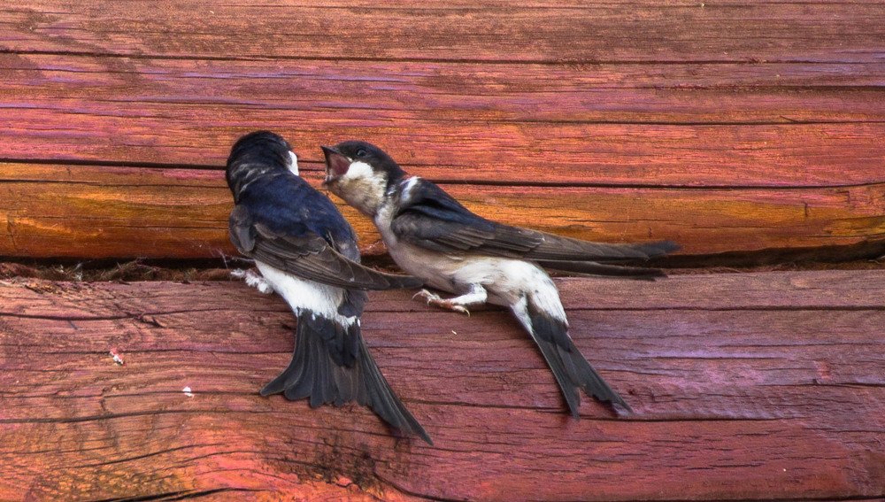 Не накричишь на мужа день прошел напрасно.