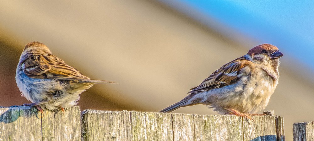 Я обиделась