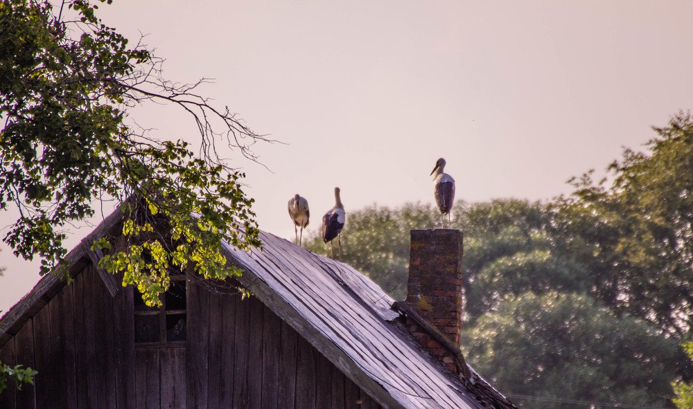 Семья аистов.