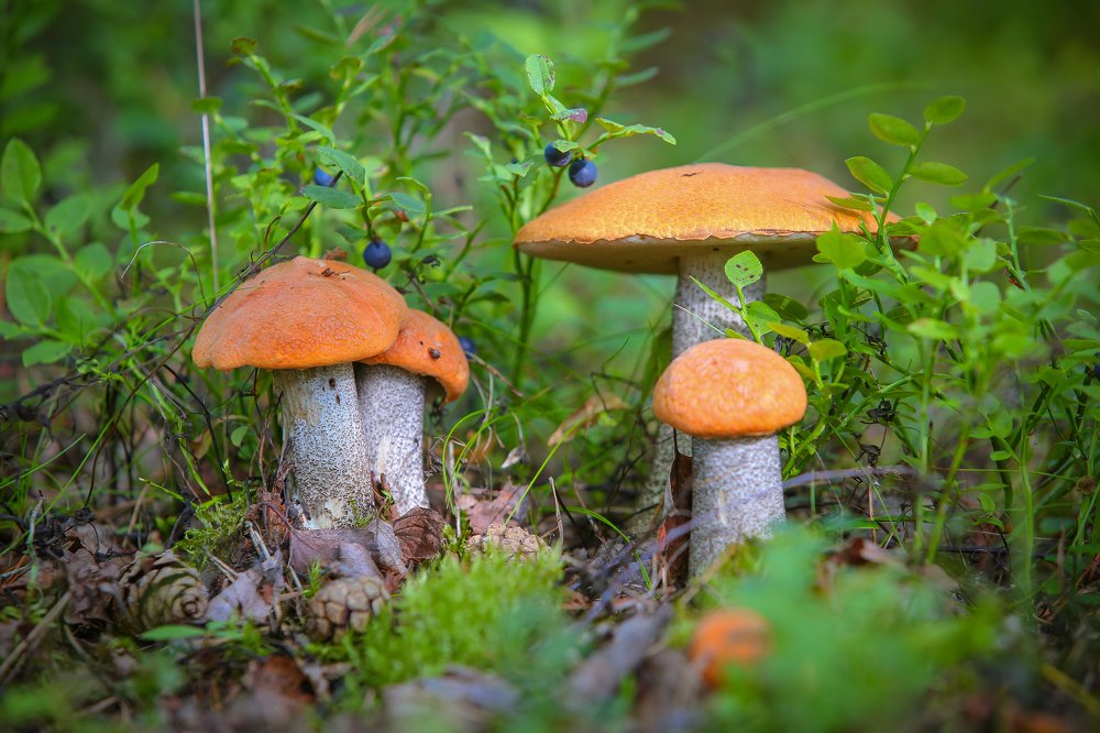 Photograph by Алексей Доценко