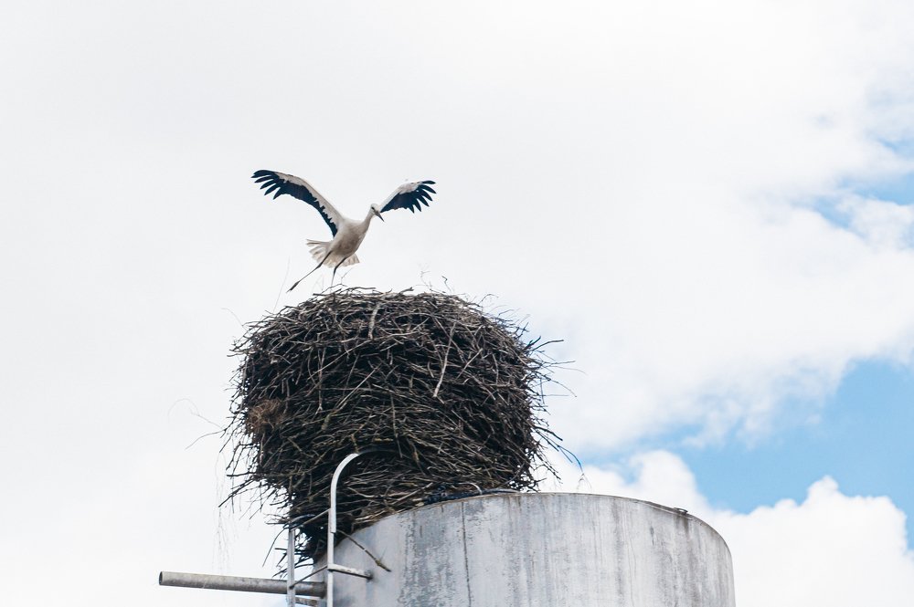 Белорусский Аист