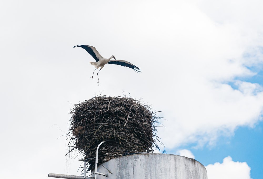 Белорусский Аист