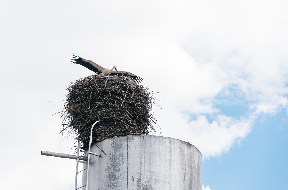 Белорусский Аист