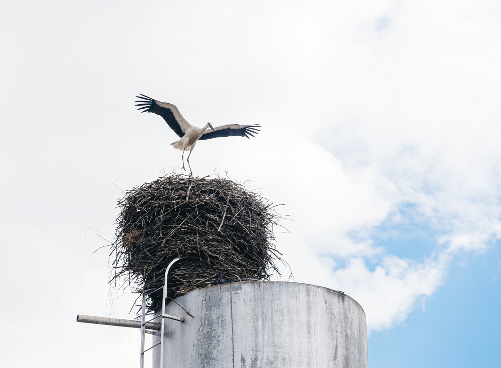 Белорусский Аист