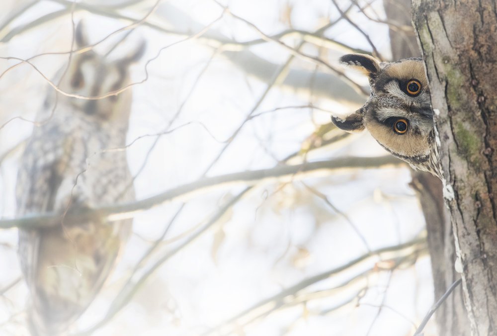 Фотография автора Dian Balan