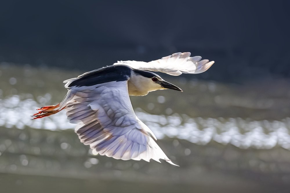 Photograph by David Lerer