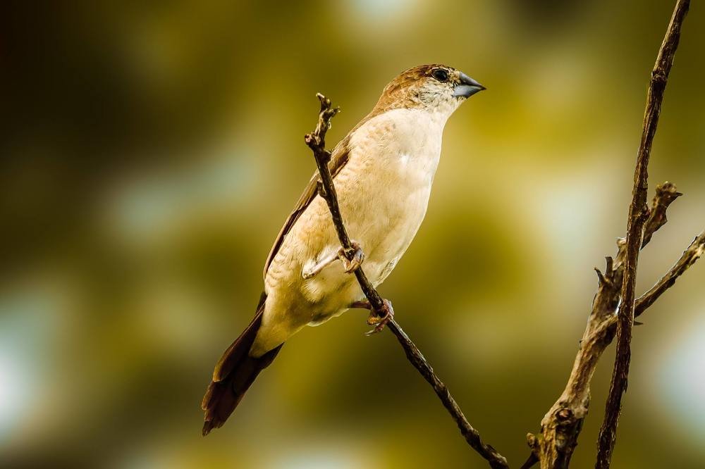 A Small Beautiful Silverbill