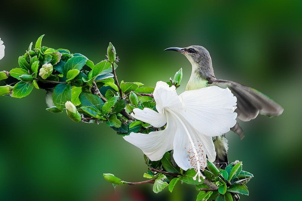 Purple rumped sunbird.