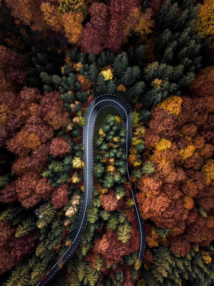 Autumn Road