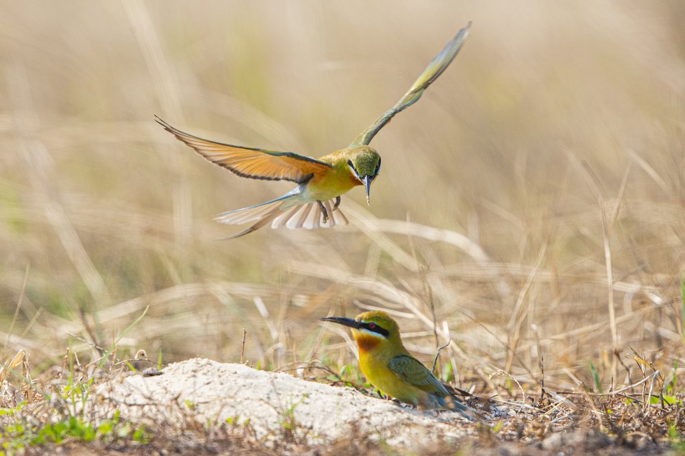 Blue-throated bee-eater