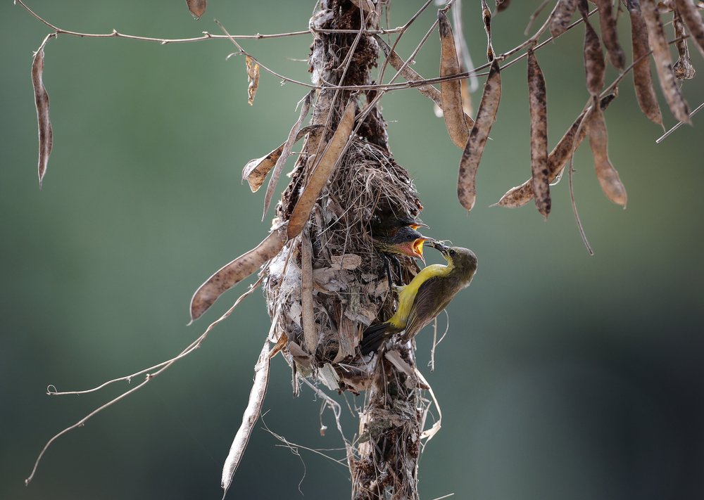 Photograph by FOK LOY WONG