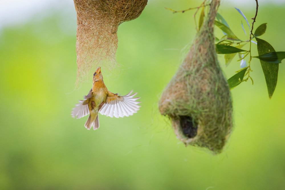 Photograph by Rin Võ