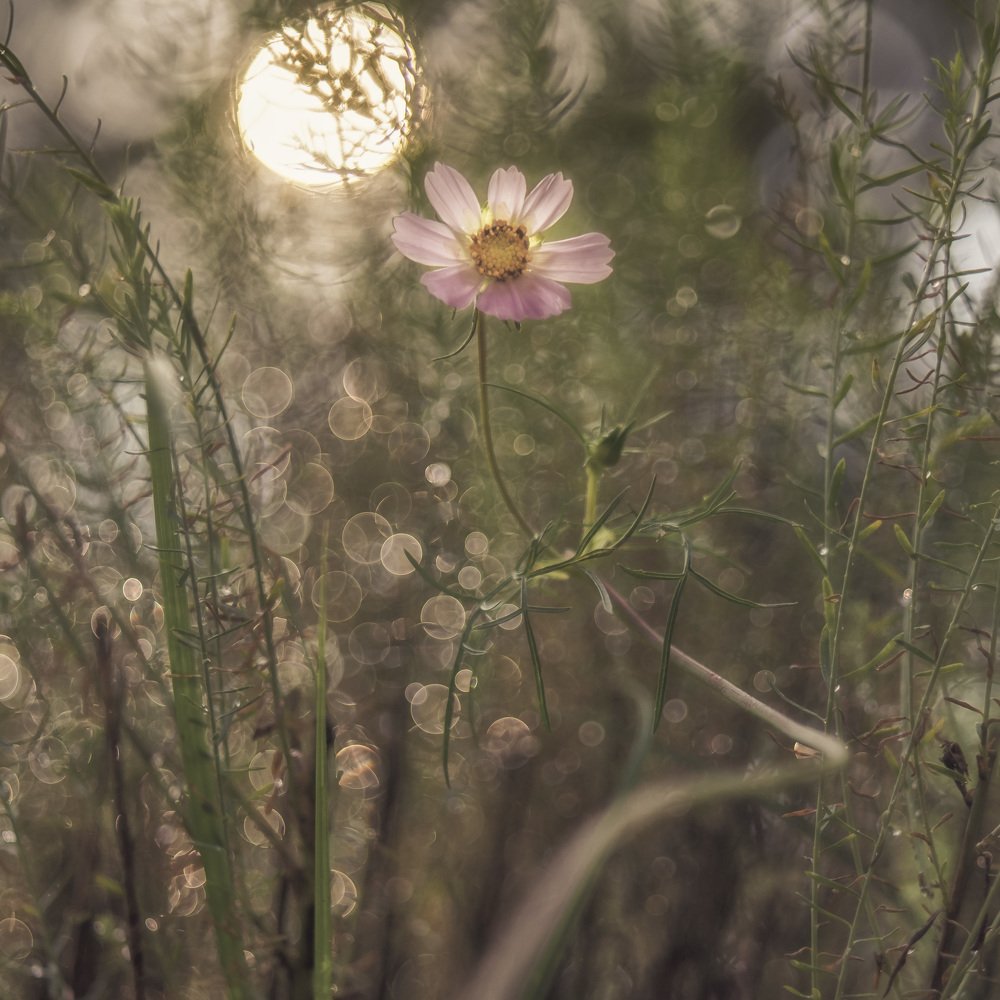 Photograph by Ferenc Zsolt Lőrincz